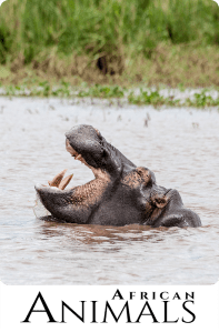 African Animals
